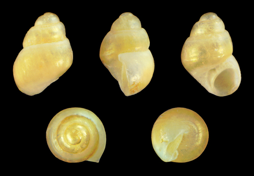Representative image of Anabathridae
