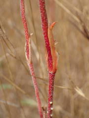 Polycarpaea linearifolia image