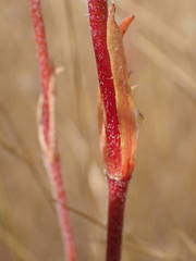 Polycarpaea linearifolia image