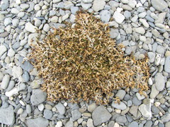 Stellaria humifusa
