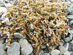 Stellaria humifusa