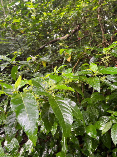 Dendrocnide vitiensis observed 2025-11-19