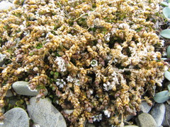 Stellaria humifusa