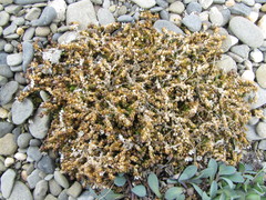 Stellaria humifusa