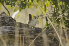 Phacellodomus sibilatrix