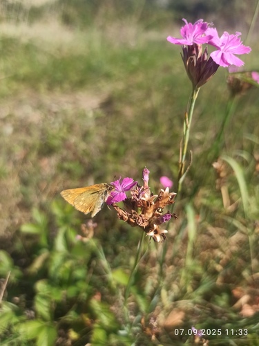Dianthus membranaceus, photograph 6