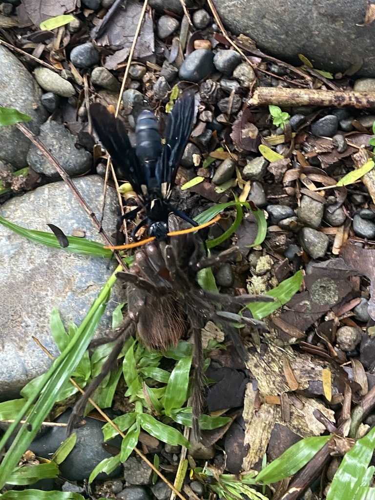 Pepsis lepida