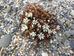 Stellaria humifusa