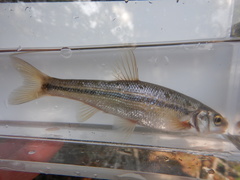 Couesius plumbeus