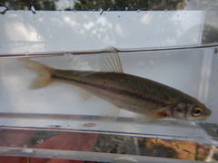 Couesius plumbeus