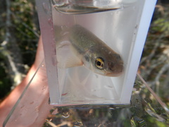 Couesius plumbeus