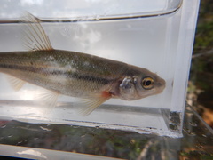 Couesius plumbeus