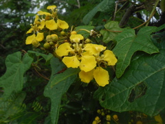 Stigmaphyllon angulosum