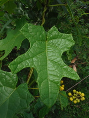 Stigmaphyllon angulosum