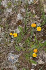 Pulicaria odora