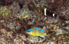 Chrysiptera leucopoma