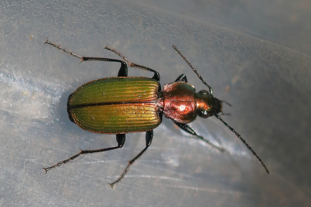 Agonum viridicupreum viridicupreum