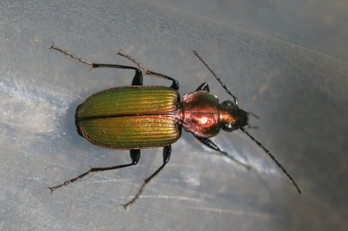 Agonum des marais