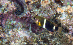 Chrysiptera leucopoma