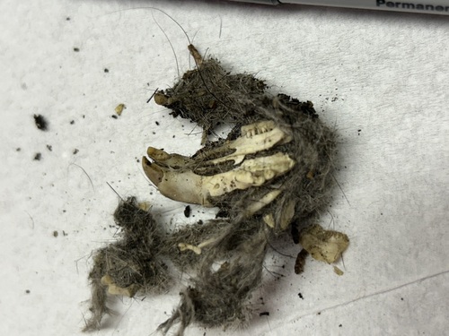 View observation of {o.common_name} on iNaturalist