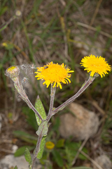 Pulicaria odora