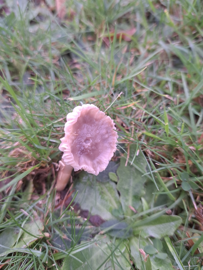 Cuphophyllus flavipes · November 2025 · photo: © ionafraser (iNaturalist, cc-by)