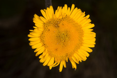 Pulicaria odora