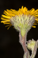 Pulicaria odora