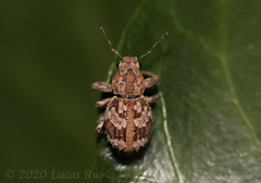 Pantomorus postfasciatus