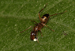 Camponotus substitutus