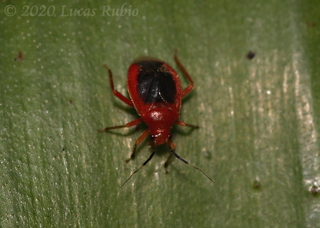 Tenthecoris bicolor