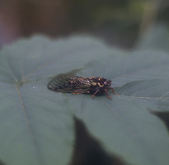 Auritibicen bihamatus