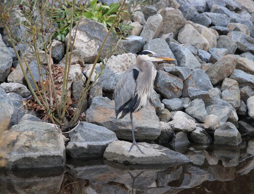 iNaturalist observation photo of Great Blue Heron