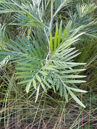 Grevillea banksii observed 2025-11-14