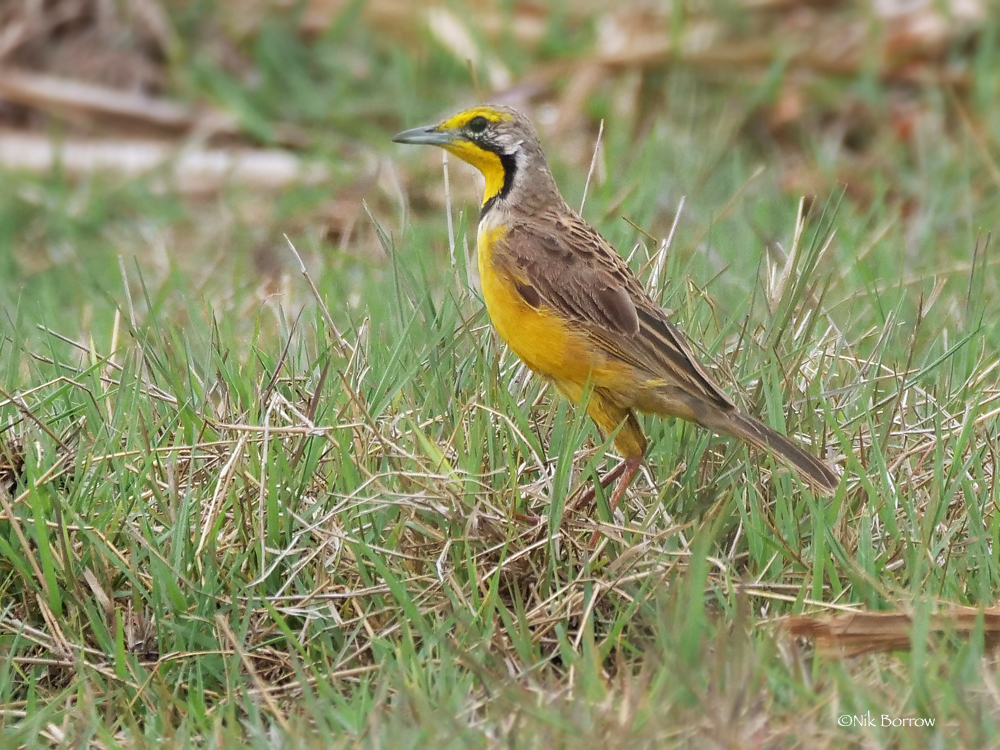 Fülleborn's Longclaw photo