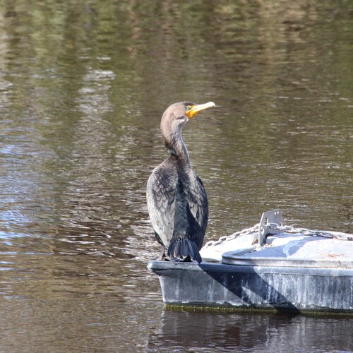 iNaturalist observation photo of Double-crested Cormorant