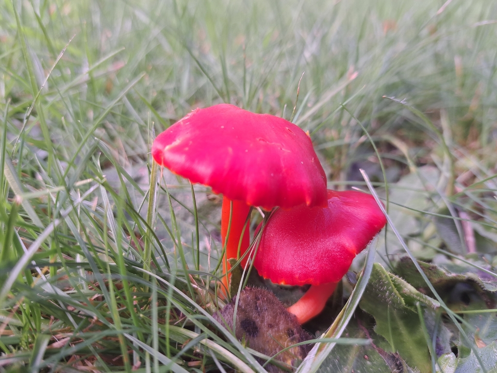 Hygrocybe coccinea · November 2025 · photo: © ionafraser (iNaturalist, cc-by)