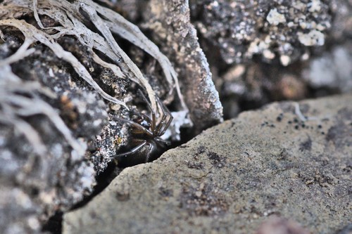 Fjaeldmark Dwarf Weaver