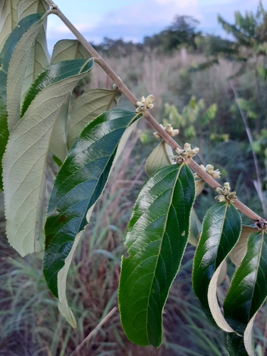 Casearia grandiflora observed 2025-11-21