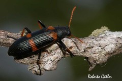 Strongylium testaceotibiale