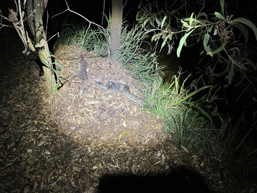 Coastal Carpet Python sighting