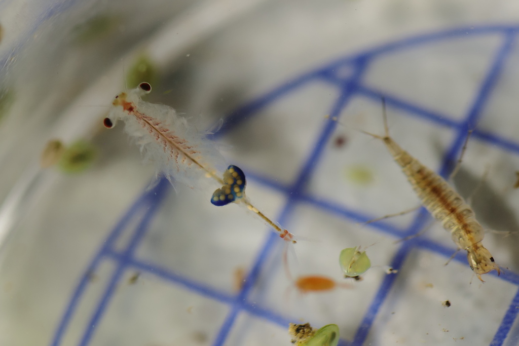 Linderiella massaliensis