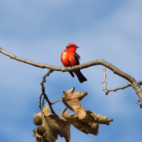 iNaturalist observation photo of Vermilion Flycatcher