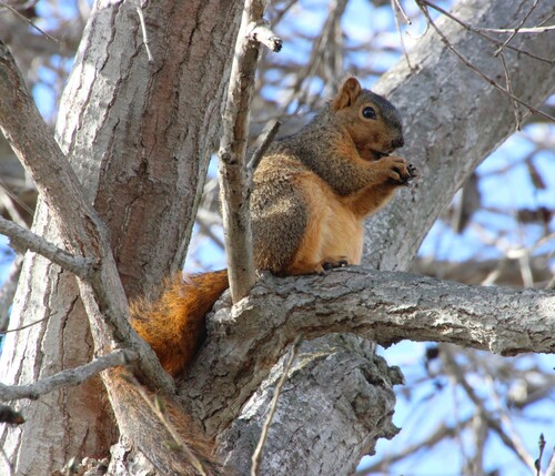 iNaturalist observation photo of Eastern Fox Squirrel