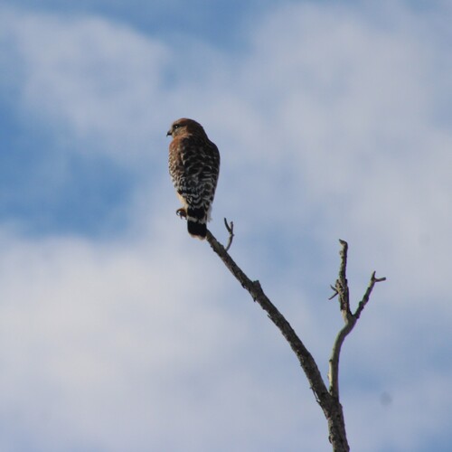iNaturalist observation photo of California Red-shouldered Hawk