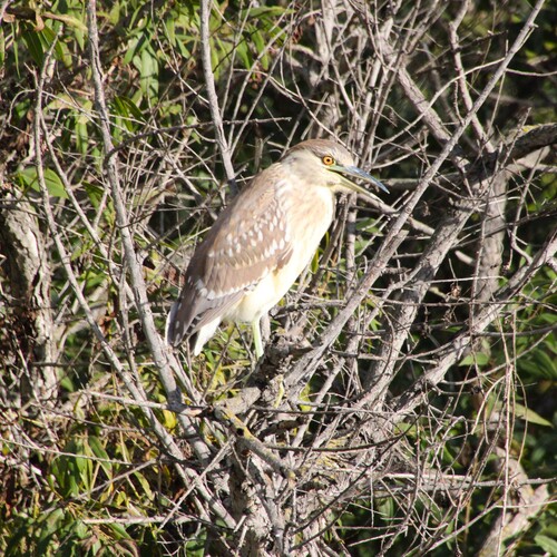 iNaturalist observation photo of Black-crowned Night Heron