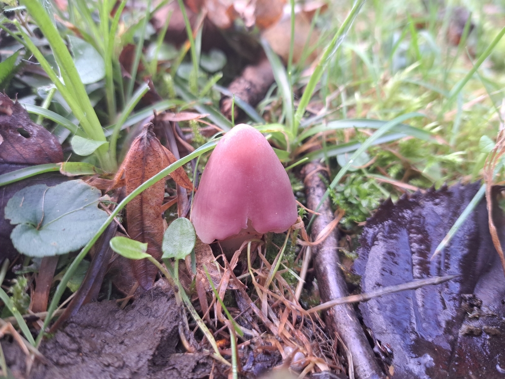 Porpolomopsis calyptriformis · November 2025 · photo: © ionafraser (iNaturalist, cc-by)