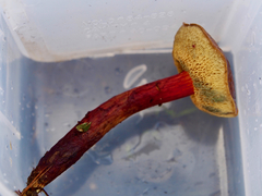 Xerocomellus salicicola