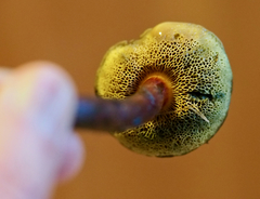 Xerocomellus salicicola