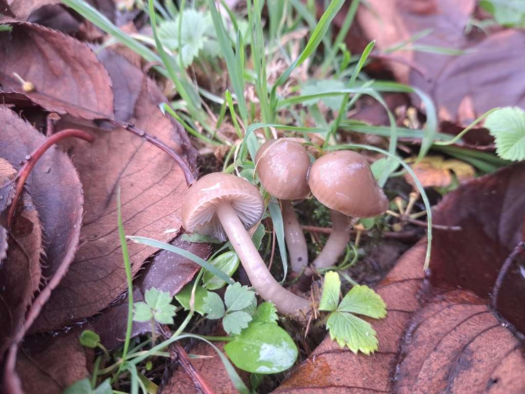 Gliophorus irrigatus